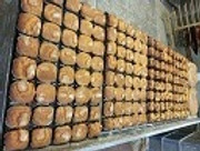 Mantecadas horneadas con azúcar por encima